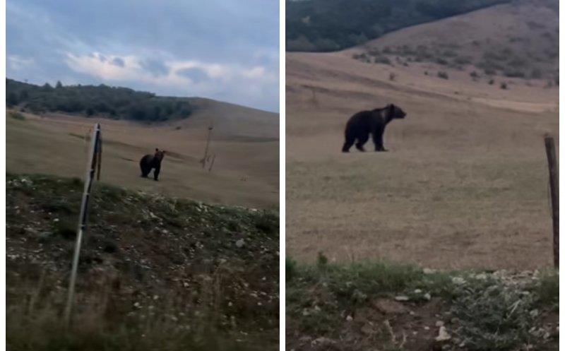 Surpriză uriașă pentru un șofer din Cluj: un URS a apărut aproape de șosea