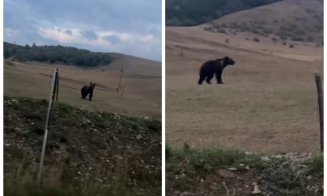 Surpriză uriașă pentru un șofer din Cluj: un URS a apărut pe deal, lângă șosea