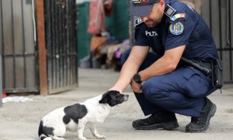 Acțiune pentru protecția animalelor în Cluj