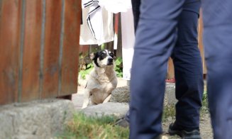Acțiune pentru protecția animalelor în Cluj
