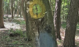 Traseul pilot din Făget pentru persoane cu dizabilități a fost vandalizat. Conducerea CJ Cluj anunță că va fi refăcut