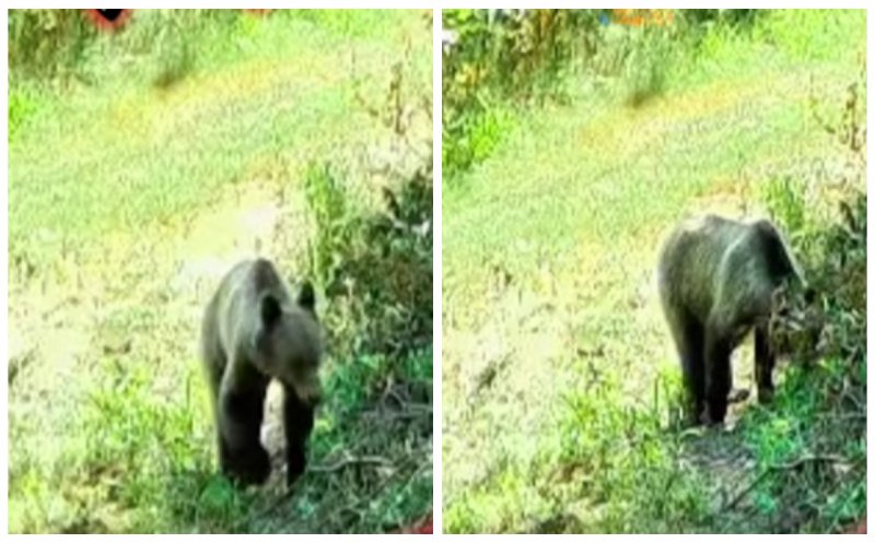 Alerta de URS în Cluj. Animalul a fost surprins de o cameră de supraveghere