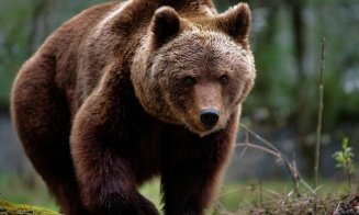 Un urs a fost împușcat după ce a intrat în mod repetat în anexele unui hotel