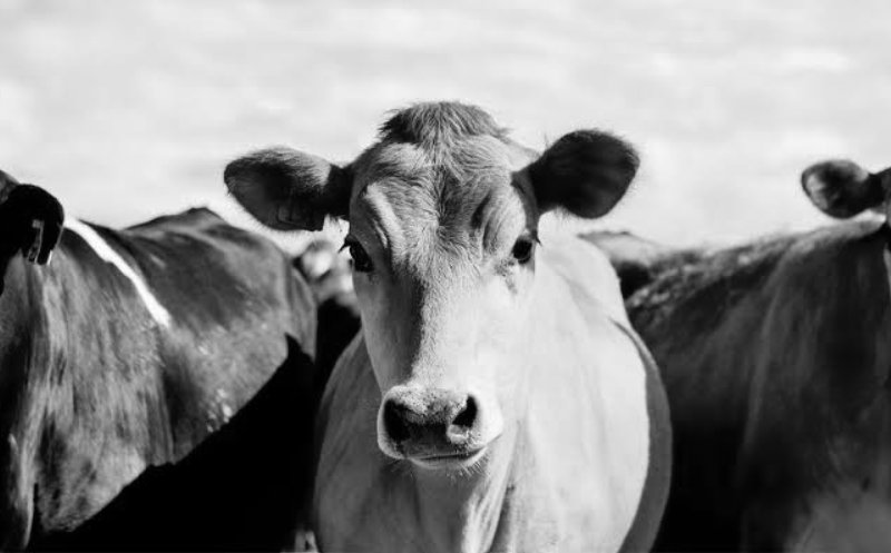Panică într-o comună din Cluj: un animal sălbatic a atacat o cireadă de bovine. Primar: "A provocat pagube însemnate"