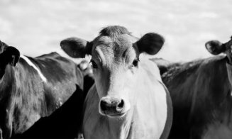 Panică într-o comună din Cluj: un animal sălbatic a atacat o cireadă de bovine. Primar: "A provocat pagube însemnate"