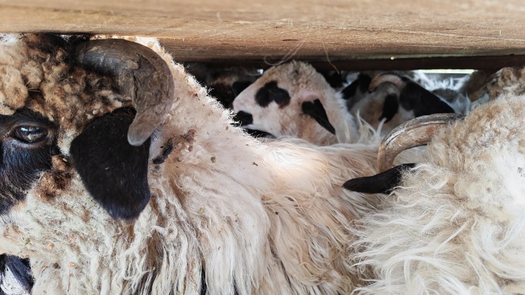 Alertă ANSVSA: Transport ilegal de ovine, interceptat / EUTANASIERE pentru toate animalele fără origine cunoscută