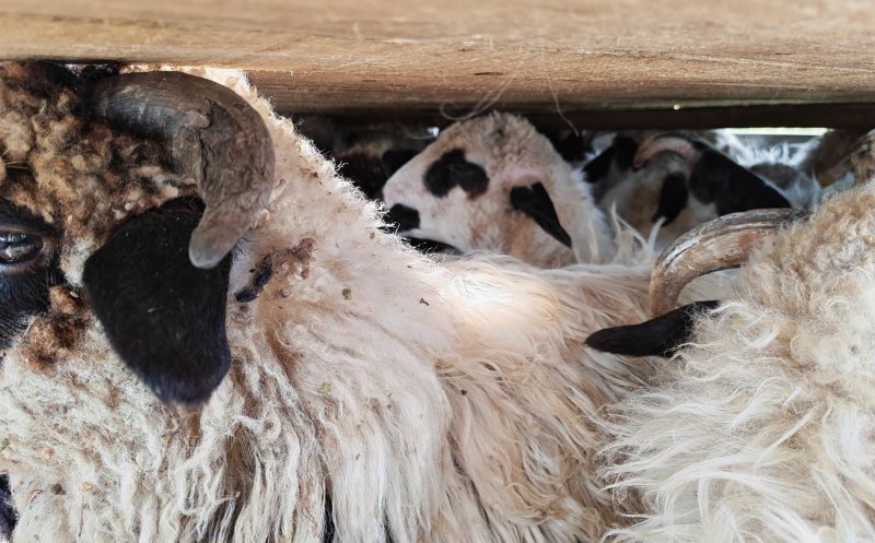 Alertă ANSVSA: Transport ilegal de ovine, interceptat / EUTANASIERE pentru toate animalele fără origine cunoscută