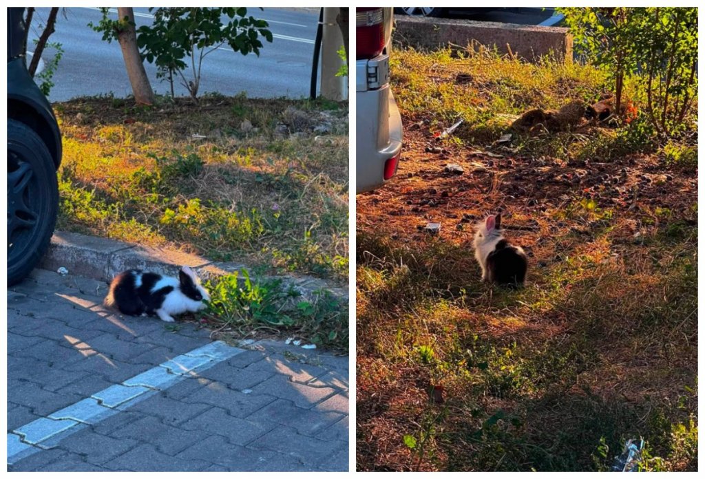 Un iepuraș superb, găsit într-o parcare din Cluj-Napoca. Nimeni nu știa de unde a apărut / Ce s-a întâmplat cu el