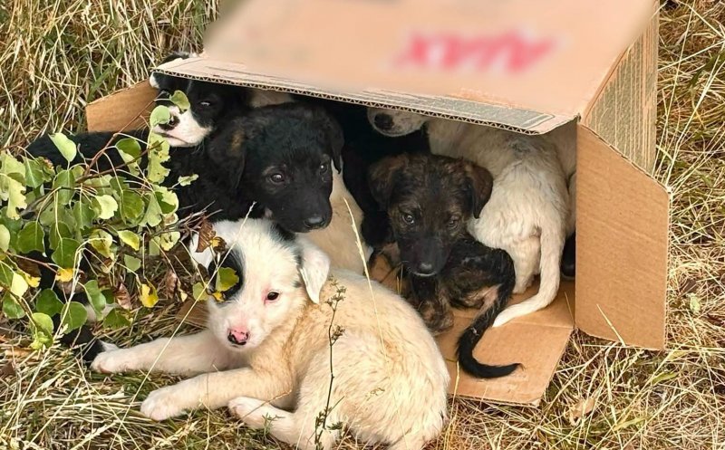 8 cățeluși abandonați pe câmp, într-o localitate din Cluj / Poliția cercetează faptele după ce doi tineri au sunat la 112