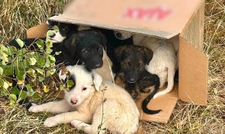 8 cățeluși abandonați pe câmp, într-o localitate din Cluj / Poliția cercetează faptele după ce doi tineri au sunat la 112