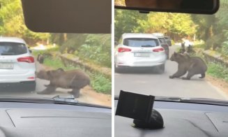 Imagini incredibile în trafic: o ursoaică a „atacat” o mașină cu numere de Cluj. A prins bara cu dinții și a smuls-o