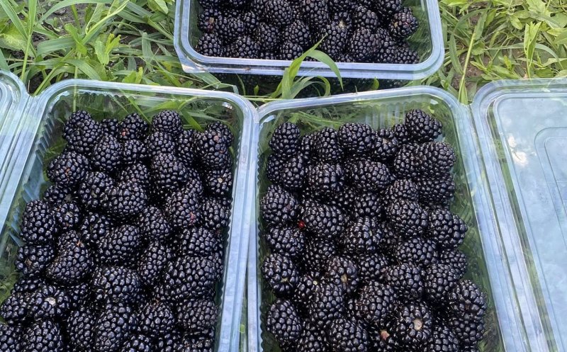 Îți poți culege singur mure, aronia și prune în Cluj-Napoca. Prețuri de la 4 lei/kg