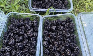Îți poți culege singur mure, aronia și prune în Cluj-Napoca. Prețuri de la 4 lei/kg