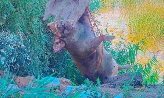 Caz revoltător în Cluj: un porc mort a fost aruncat într-o baltă. Autoritățile au intervenit de urgență