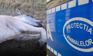Anchetă penală în Cluj după imaginile cu un cal lovit în timp ce zăcea la pământ. Ce spun polițiștii