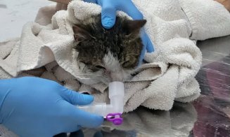 Poveste cu final fericit din infernul incendiului din Florești / ”Nu știm prin ochii cărei vietăți ne privește Dumnezeu”