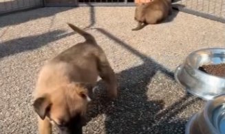 Cățeluși, salvați după o sesizare. Emil Boc: "Nu abandonați animalele!"