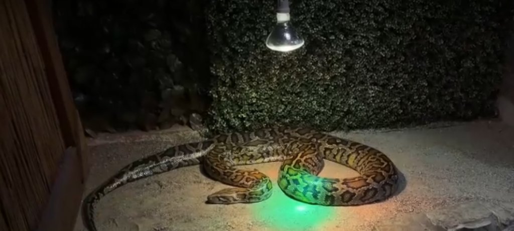 Scandal la o grădină zoologică din Ardeal. Un iepuraș viu, dat ca hrană unui piton, sub privirile vizitatorilor