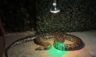 Scandal la o grădină zoologică din Ardeal. Un iepuraș viu, dat ca hrană unui piton, sub privirile vizitatorilor