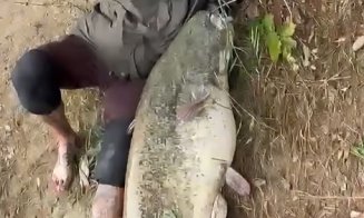 Captură record pe Someș! Un ”MONSTRU” de peste 2 metri și 65 de kilograme