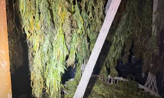Descoperire șocantă în Cluj: plantații de canabis, ciuperci halucinogene și arme. Patru bărbați au fost arestați