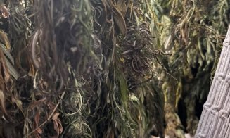 Descoperire șocantă în Cluj: plantații de canabis, ciuperci halucinogene și arme. Patru bărbați au fost arestați