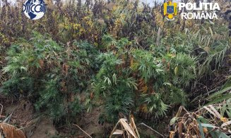 Descoperire șocantă în Cluj: plantații de canabis, ciuperci halucinogene și arme. Patru bărbați au fost arestați