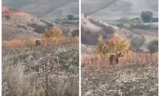 Alertă în Cluj: URS semnalat în apropierea unei comune. Primăria avertizează: "Nu vă apropiați de animal”