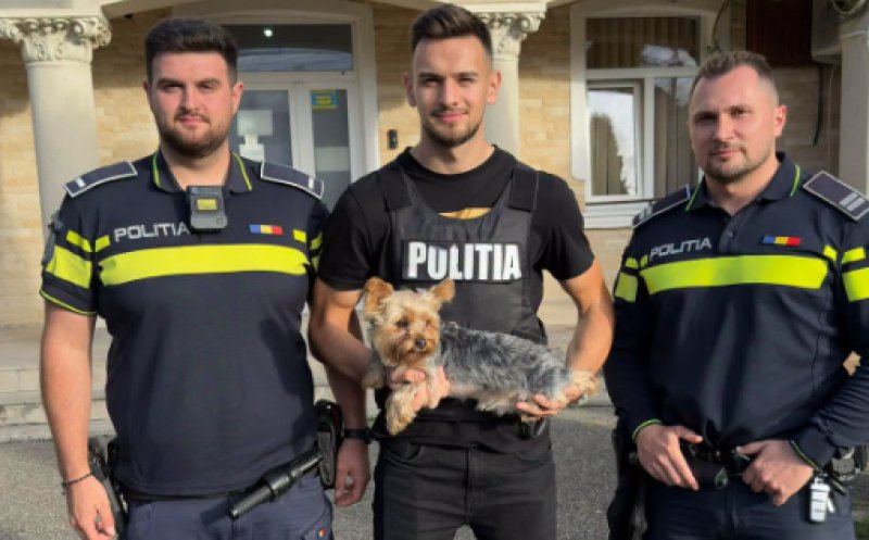 Un cățel a fost furat din fața unui magazin din Cluj-Napoca. Unde l-au găsit polițiștii