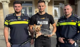 Un cățel a fost furat din fața unui magazin din Cluj-Napoca. Unde l-au găsit polițiștii