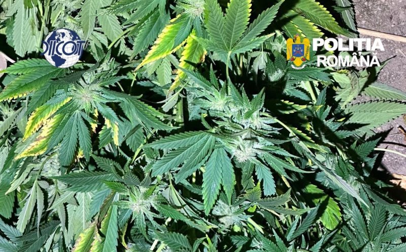 Doi bărbați, reținuți de polițiștii clujeni pentru trafic de droguri. Creșteau plante de canabis în grădină