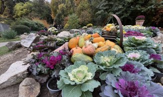 Toamna ascunde o comoară la Grădina Botanică din Cluj. Șofranul, cel mai scump condiment din lume